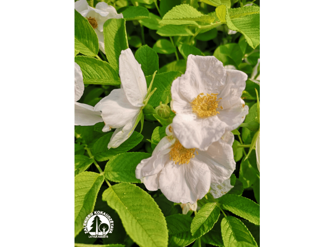 Rosa rugosa   'Alba'